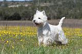 WESTIE 207